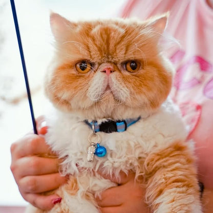 12 Pack Reflective-Breakaway Cat Collars - Image 8