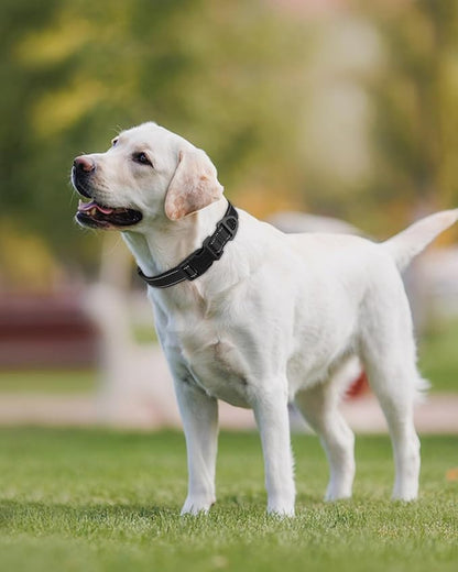 Joytale Reflective Dog Collar, Adjustable Nylon Pet Collar - Image 2