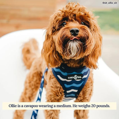 Lucy & Co. Reversible Dog Harness Walking Halter - Image 7
