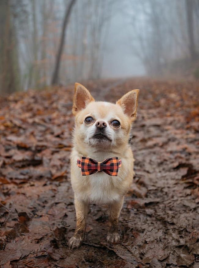 Elegant little tail Dog Collar - Image 3
