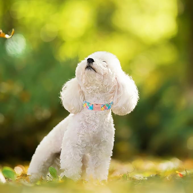Unique style paws Easter Dog Collar Plastic Buckle Puppy Collar Colorful Plaid - Image 5