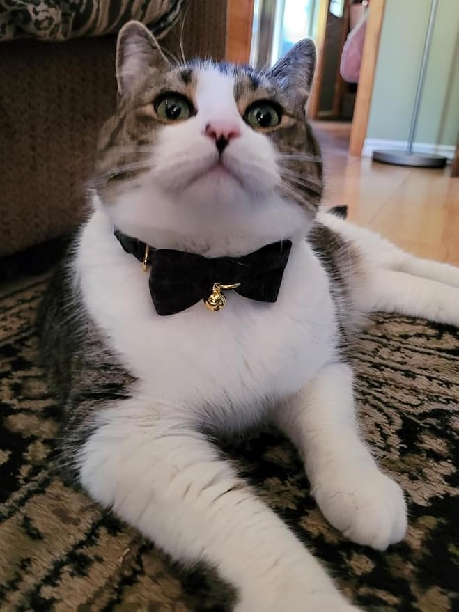 Cotton Breakaway Cat Collar - Image 6