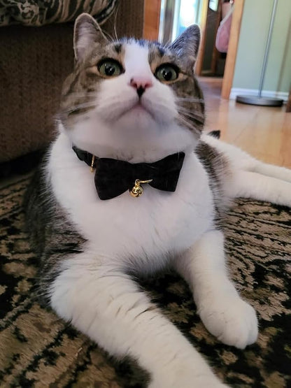 Cotton Breakaway Cat Collar - Image 6