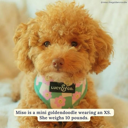 Lucy & Co. Cute Reversible Dog Harness Walking Halter - Image 7