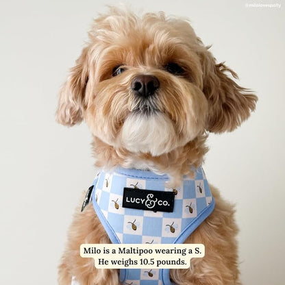 Lucy & Co. Bumbling Around Reversible Dog Harness, Adjustable Comfort Fit - Image 2