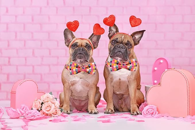 Lionheart glory Valentine's Dog Collar, Dog Collars - Image 6