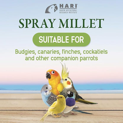 Living World – Millet Spray for Birds, 7 Oz – Premium Treat for Budgies - Image 9