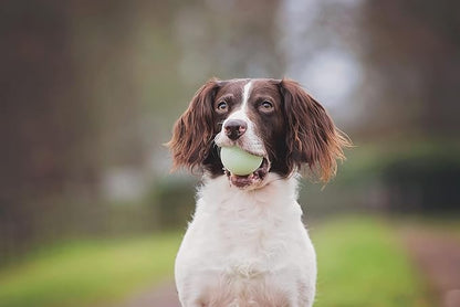 Chuckit! Fetch Pack Dog Balls - Image 2