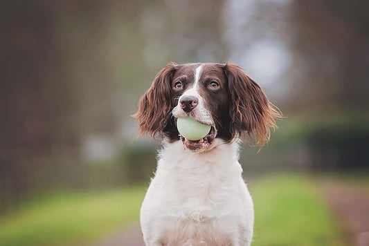 Chuckit! Fetch Pack Dog Balls - Image 2
