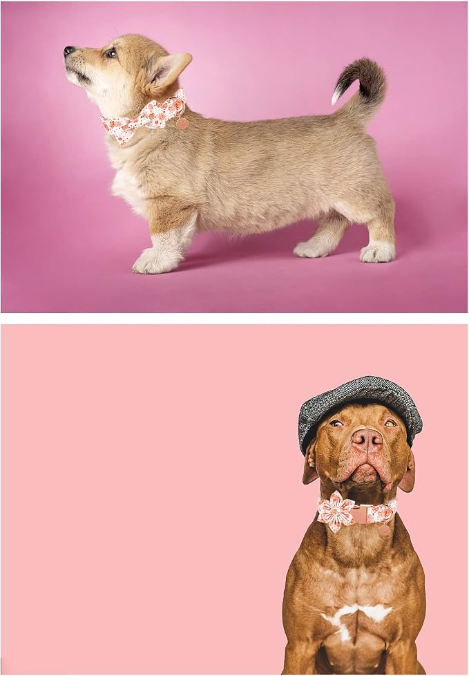 UP URAR PUP Valentine's Dog Collar - Image 4