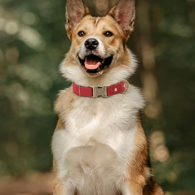 PET ARTIST Dog Collar for Large Dogs, Soft Padded Premium Nylon Dog Collar - Image 2