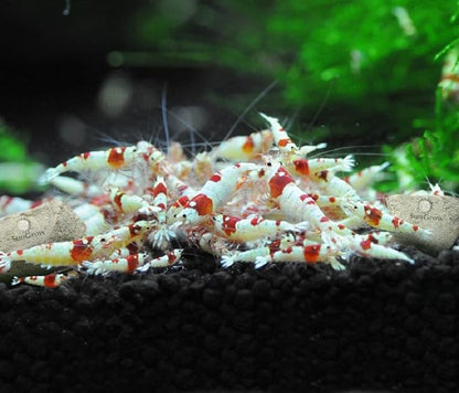 SunGrow Shrimp Rocks, Magnesium Rocks - Image 7