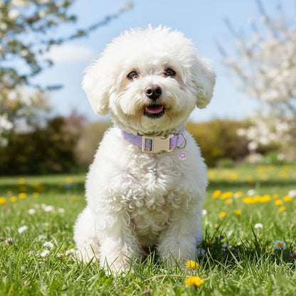 Girl Dog Collar with Unique Purple and Donut Print, Cute Dog Collar - Image 7