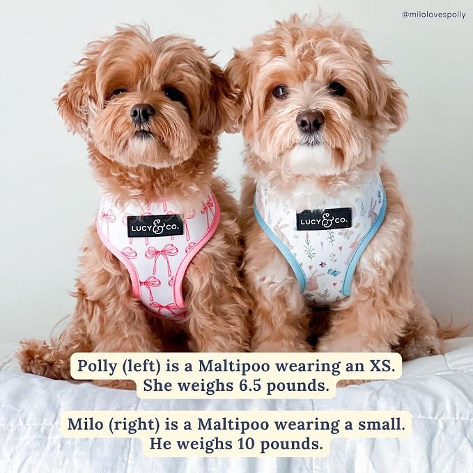 Lucy & Co. Cute Reversible Dog Harness Walking Halter - Image 6