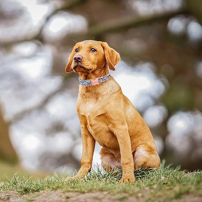 Unique Style Paws Dog Collar - Image 4