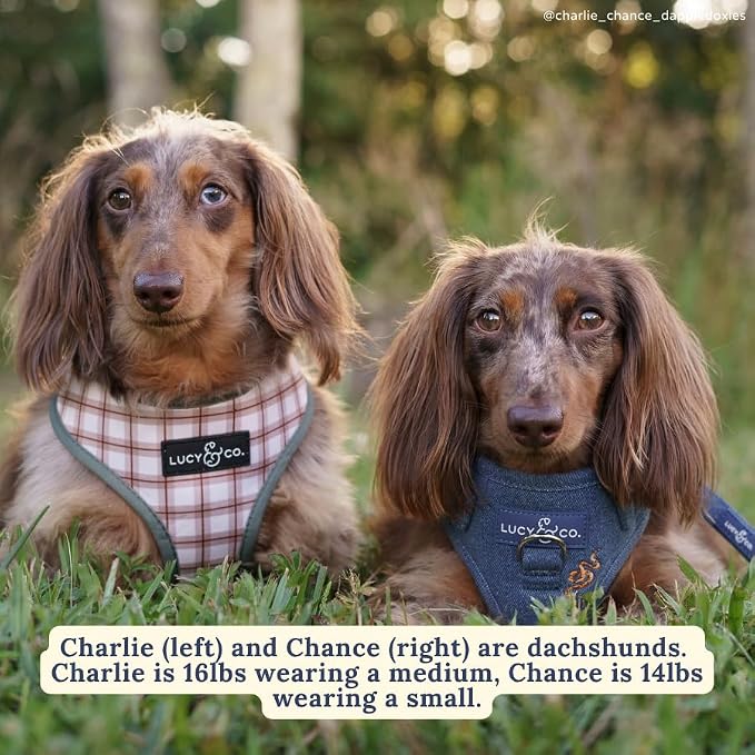 Lucy & Co. Cute Reversible Dog Harness Walking Halter - Image 7