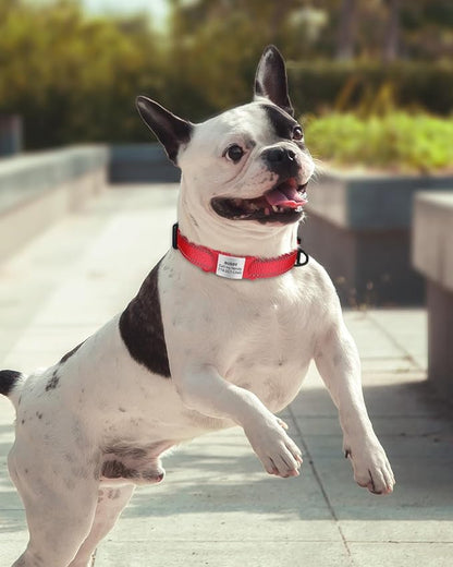 TagME Reflective Nylon Dog Collars, Adjustable Classic Pet Collar - Image 2