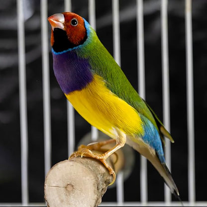 4 Pcs Natural Wooden Bird Perch Parrot Stand, 2 Grape Wood Perches, A Stand - Image 6