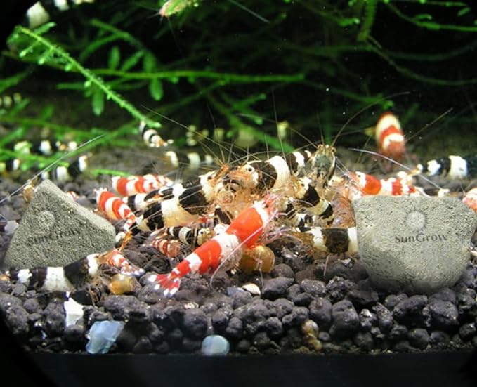 SunGrow Shrimp Rocks, Magnesium Rocks - Image 6