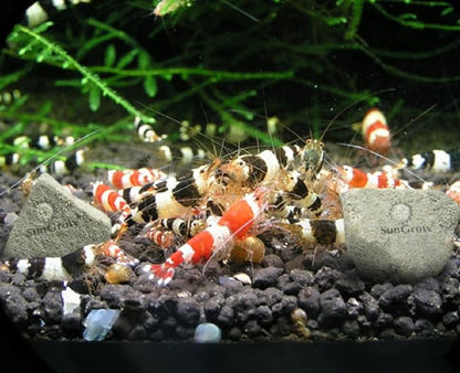 SunGrow Shrimp Rocks, Magnesium Rocks - Image 6