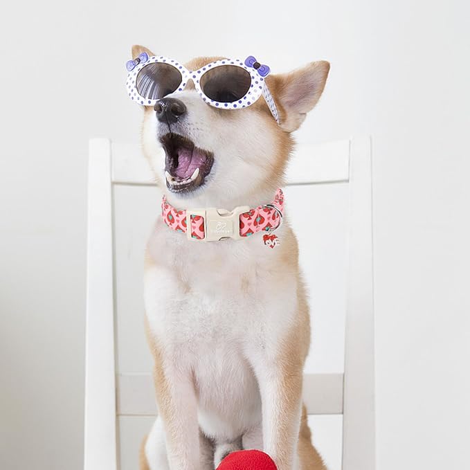 Valentines Dog Collar for Small Dogs - Image 3