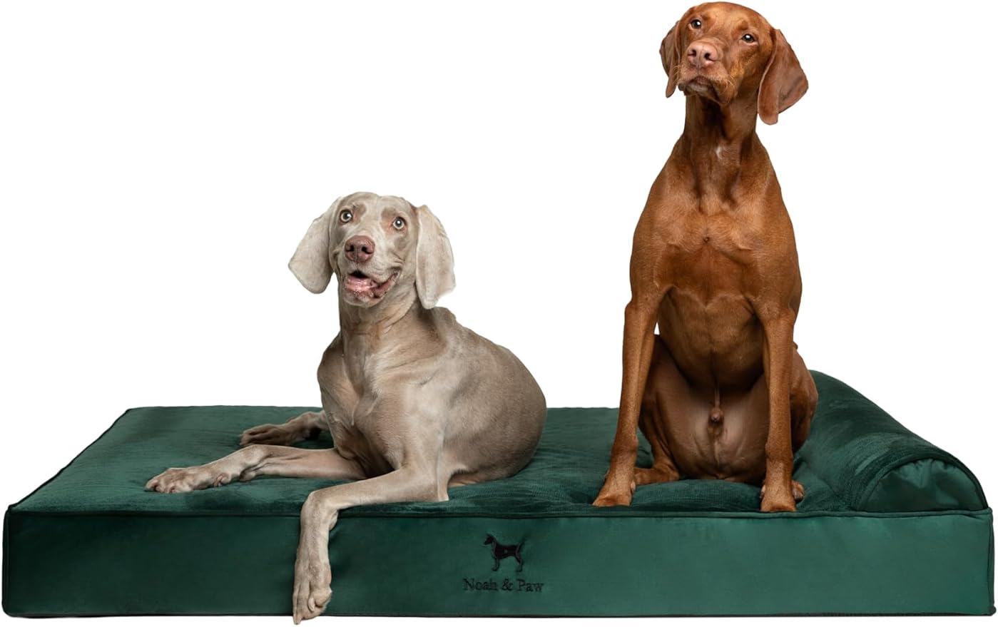 NOAH & PAW Giant Dog Bed XXL 55x45x9.5 Inch, Orthopedic Dog Beds, Eggshell by NoahPaw