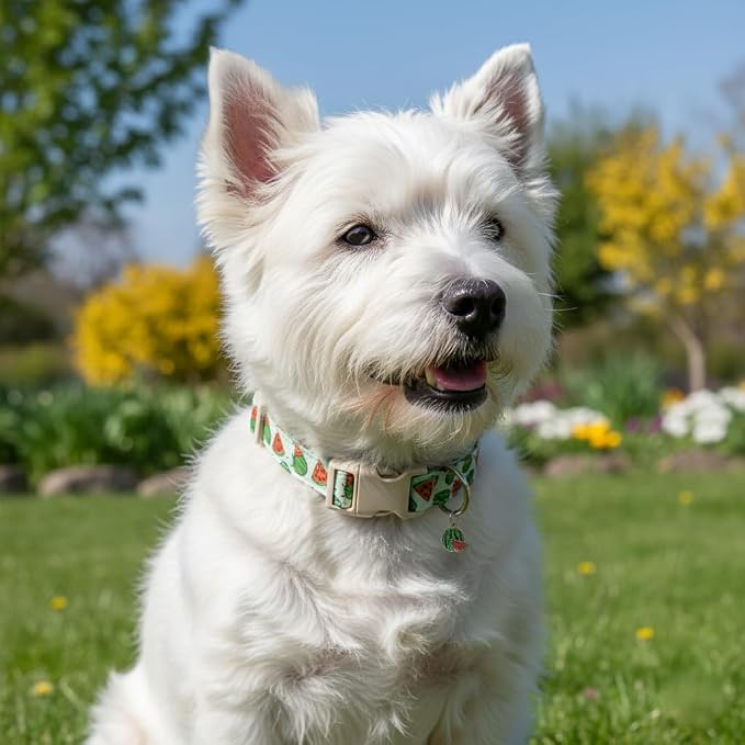 Summer Dog Collar for Medium Dogs, Cute Dog Collar - Image 4