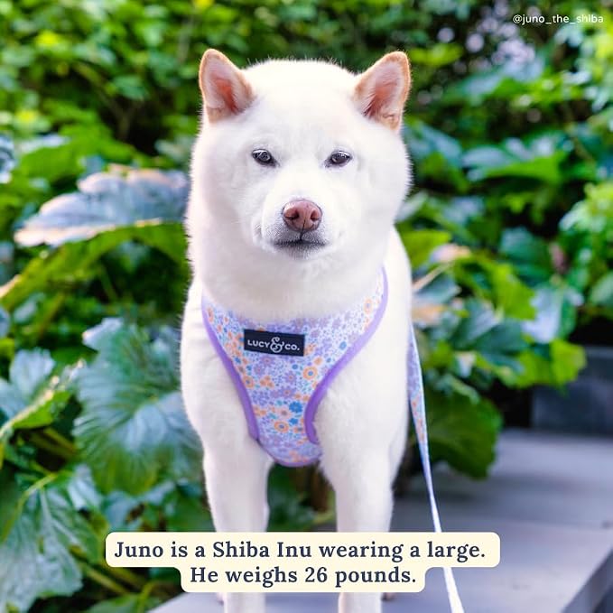 Lucy & Co. Cute Reversible Dog Harness Walking Halter - Image 5