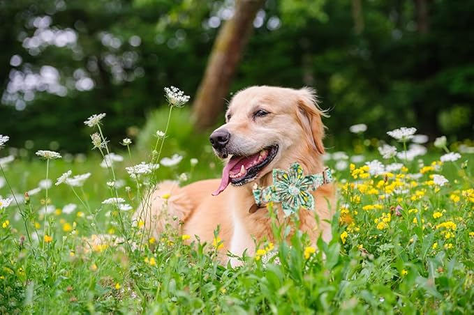 Lionheart Glory Dog Collar, Dog Collar - Image 5