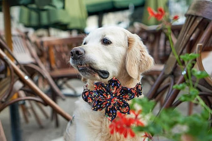 Lionheart Glory Dog Collar - Image 6