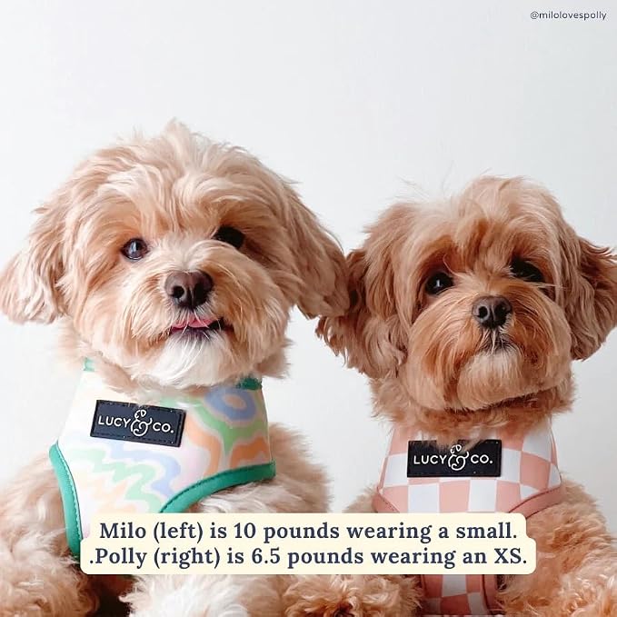 Lucy & Co. Cute Reversible Dog Harness Walking Halter - Image 3