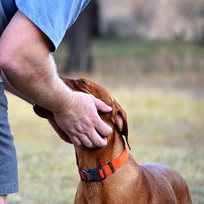 Dog Collar Orange Basic Adjustable Dog Collars - Image 2
