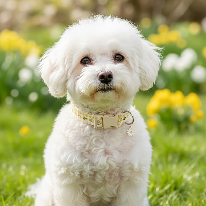 Cute Dog Collar, Spring Summer Design Floral Collar - Image 7