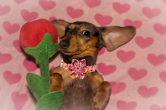Lionheart glory Easter Dog Collar - Image 5