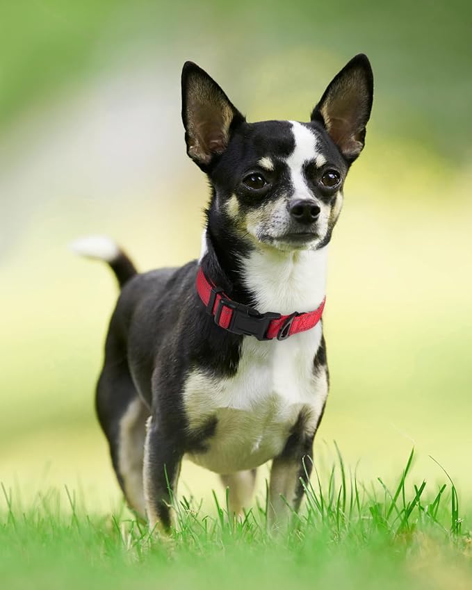 Joytale Reflective Dog Collar, Soft Neoprene Padded, Metal D-Ring, Nylon Pet - Image 6