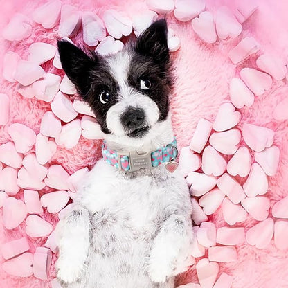 Unique style paws Valentine's Day Dog Collar Plastic Buckle Collar - Image 4