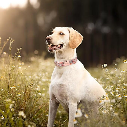 Unique style paws Dog Collar Metal Buckle Pink Rose Puppy Collar Flower Gift - Image 3