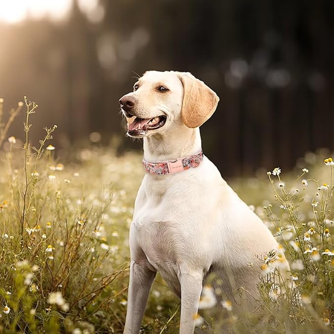 Unique style paws Dog Collar Metal Buckle Pink Rose Collar Flower Gift Durable - Image 3