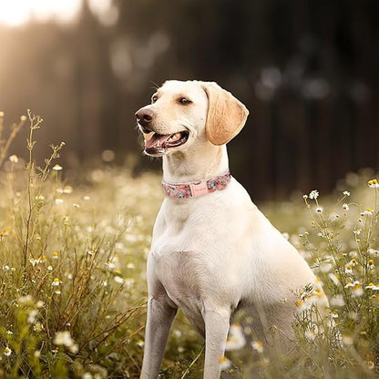 Unique style paws Dog Collar Metal Buckle Pink Rose Collar Flower Gift Durable - Image 3