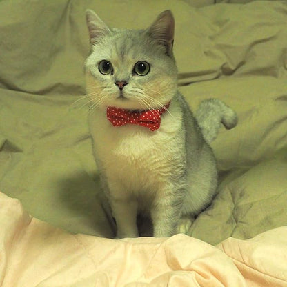 Cat Collar with Bell and Bow Tie, Breakaway Clasp Cute Dots Kitty Kitten Collar - Image 3