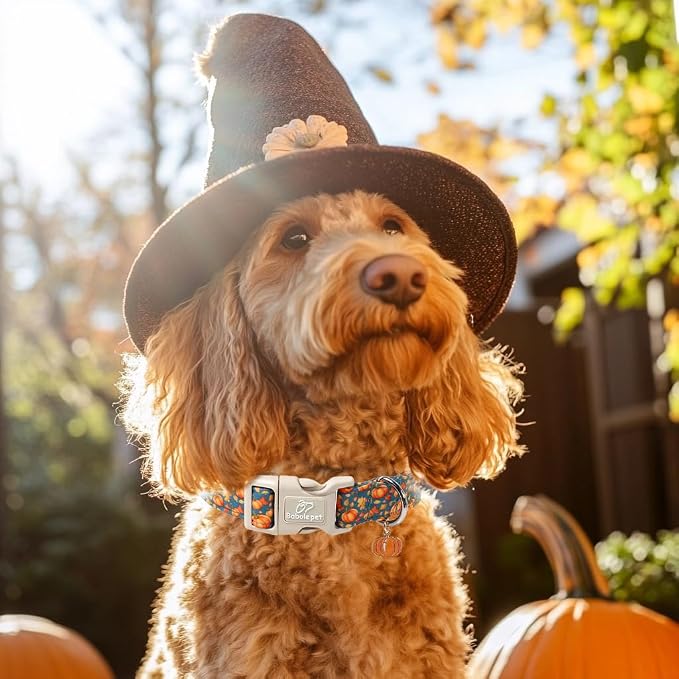 Fall Dog Collar Cute Autumn Pumpkin Puppy Collar - Image 2