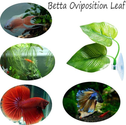 CousDUoBe 3 Pack Betta Fish Leaf Pad Improves Betta's Health by Simulating The - Image 4