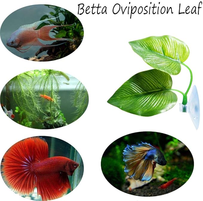 CousDUoBe 1 Pack Betta Fish Leaf Pad Improves Betta's Health by Simulating The - Image 4