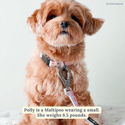 Lucy & Co. Ballet Bows Dog Collar - Image 4
