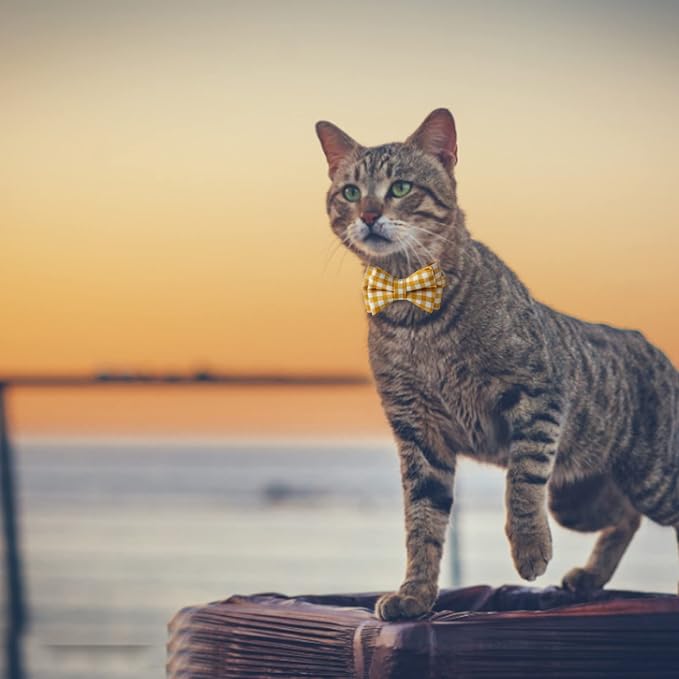 AIITLE Breakaway Cat Collar - Image 5