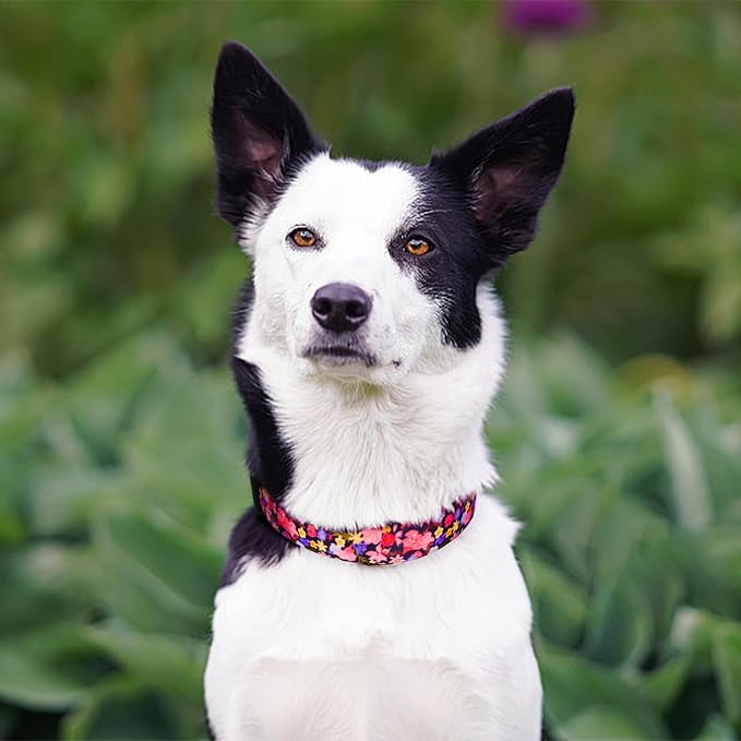 QQPETS Adjustable Soft Dog Collar: Print Flower Pink Multicolor Cute Patterns - Image 6