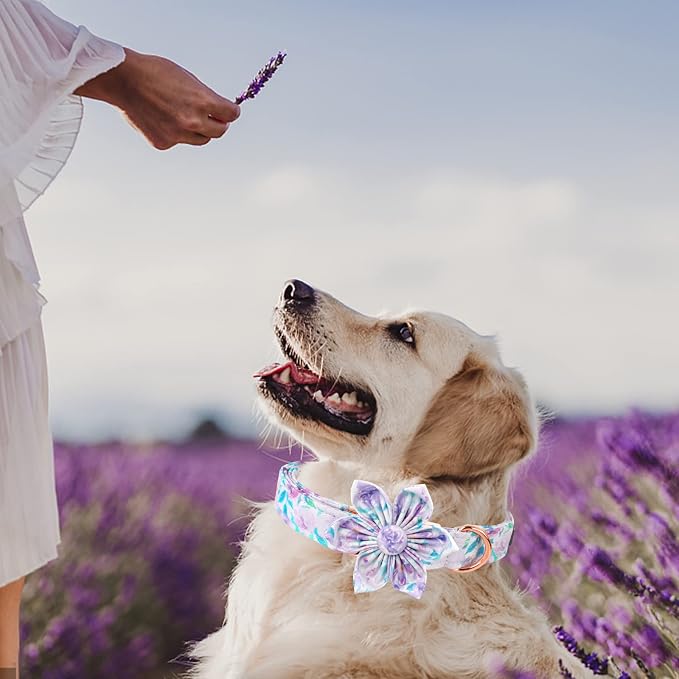 Lionheart Glory Purple Dog Collar - Image 6