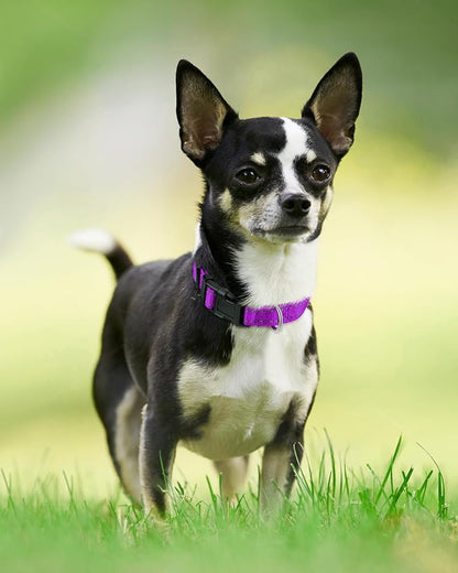 Joytale Reflective Dog Collar, Soft Neoprene Padded, Metal D-Ring, Nylon Pet - Image 6