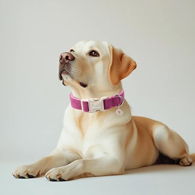 Cute Corduroy Dog Collar - Image 2