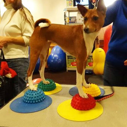 FitPAWS Targets - Image 4
